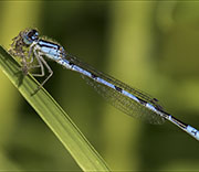 Damselfly